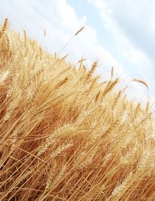 Wheat Ears Stock Images Wheat Ears Stock Images