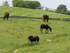 Horses In Field Stock Image Horses In Field Stock Image
