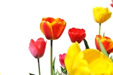 Tulips Of Various Colors Isolated On White Stock Images Tulips Of Various Colors Isolated On White Stock Images