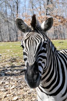 Portrait Of African Zebra Stock Image Portrait Of African Zebra Stock Image