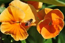 Bee Posing On Orange Flowers Stock Photo Bee Posing On Orange Flowers Stock Photo