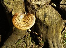 Free Fungus On Stump Stock Photo - 5332240
