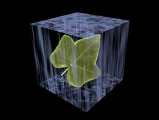 Leaf In An Ice Stock Image Leaf In An Ice Stock Image