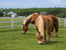 Horses In A Pasture Royalty Free Stock Photos Horses In A Pasture Royalty Free Stock Photos
