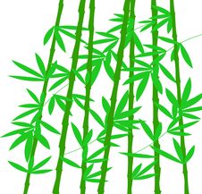Bamboo Stock Images