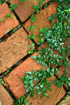 Ivy In Brick Royalty Free Stock Photos Ivy In Brick Royalty Free Stock Photos