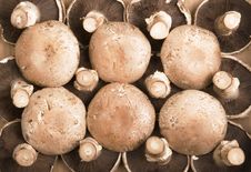 Portobello Mushrooms Royalty Free Stock Photos Portobello Mushrooms Royalty Free Stock Photos