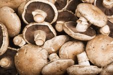 Portobello Mushrooms Royalty Free Stock Photography Portobello Mushrooms Royalty Free Stock Photography