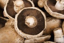 Portobello Mushrooms Stock Photos Portobello Mushrooms Stock Photos