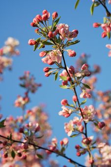 Apple Tree Blossoms Branch Stock Photos Apple Tree Blossoms Branch Stock Photos