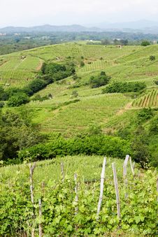 Vineyard Royalty Free Stock Photo Vineyard Royalty Free Stock Photo