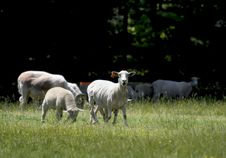 Sheep In Field Stock Photo Sheep In Field Stock Photo