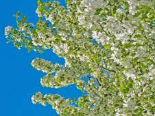 Blooming Apple Tree Stock Photo Blooming Apple Tree Stock Photo
