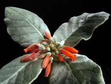 Succulent With Orange Blooms Royalty Free Stock Photos Succulent With Orange Blooms Royalty Free Stock Photos