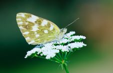 White Butterfly Royalty Free Stock Photo White Butterfly Royalty Free Stock Photo