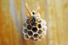 Hornet With Honeycomb Royalty Free Stock Images
