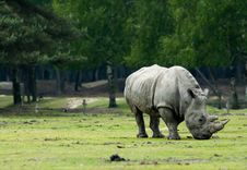 Rhinoceros Royalty Free Stock Photography