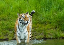 Siberian Tiger Royalty Free Stock Photography Siberian Tiger Royalty Free Stock Photography