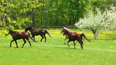 Horses On Meadow Royalty Free Stock Photo