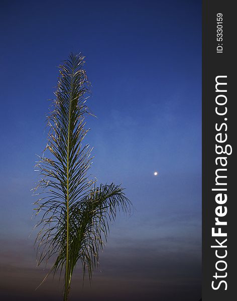 Palm Tree In Early Evening