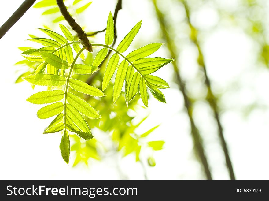 Fresh mountain ash leaves in forest