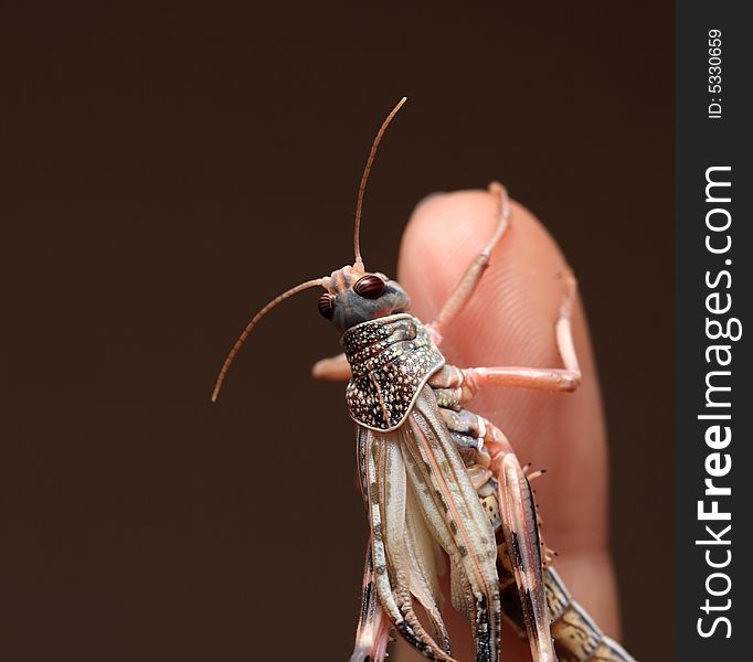 Grasshopper sitting on a finger - macro shot