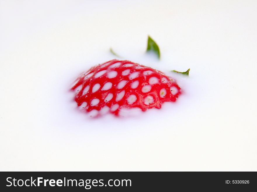 Ripe strawberries floating in milk