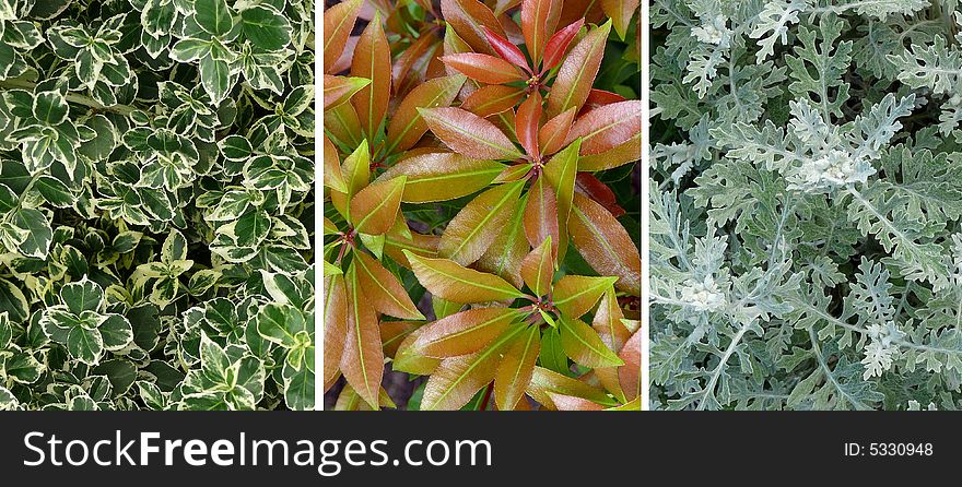 Three different plant backgrounds: various colourful leaves . Useful  3 in 1 set for graphic materials. Three different plant backgrounds: various colourful leaves . Useful  3 in 1 set for graphic materials.