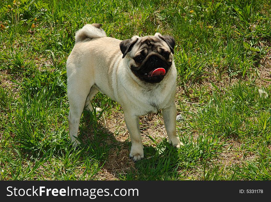 Pug-dog staying on green grass. Summer walking. Pug-dog staying on green grass. Summer walking.