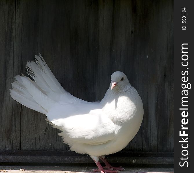 Lovely white female pigeon perched in the shadows. Animal is located at a rescue zoo/farm in Virginia, USA. Lovely white female pigeon perched in the shadows. Animal is located at a rescue zoo/farm in Virginia, USA.