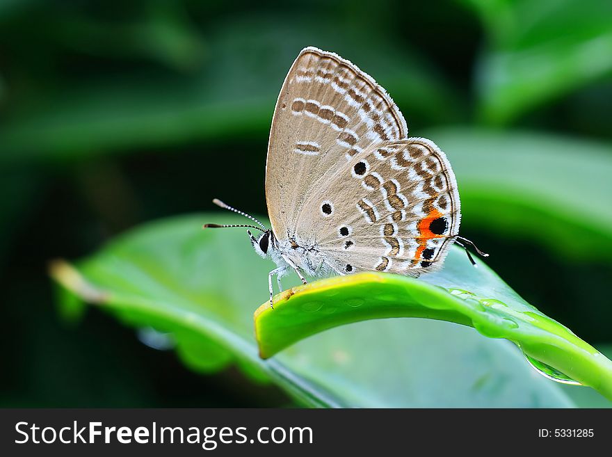 The butterfly in rain is on the leaf