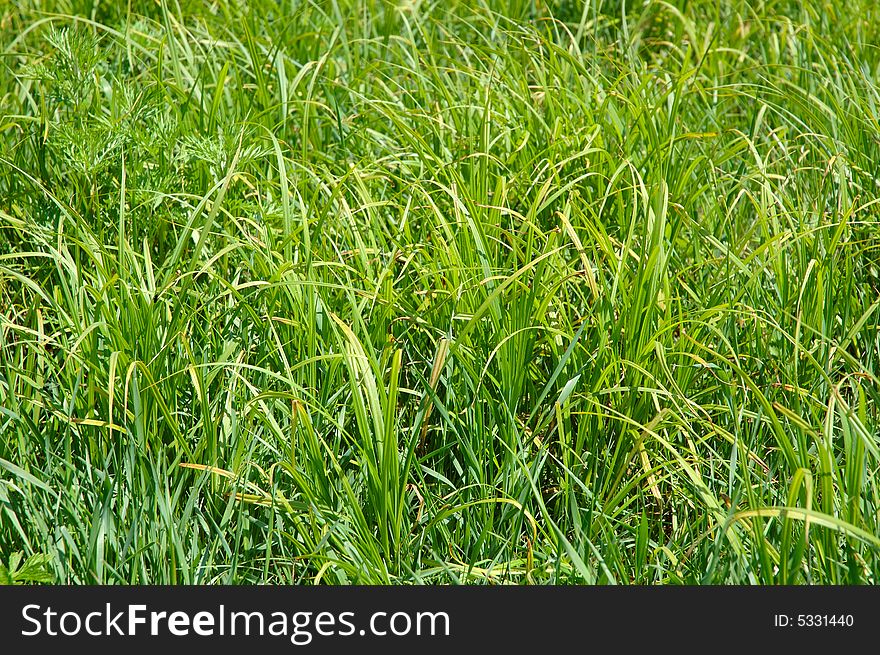 Green grass nature  background.  In bright colours. Green grass nature  background.  In bright colours.