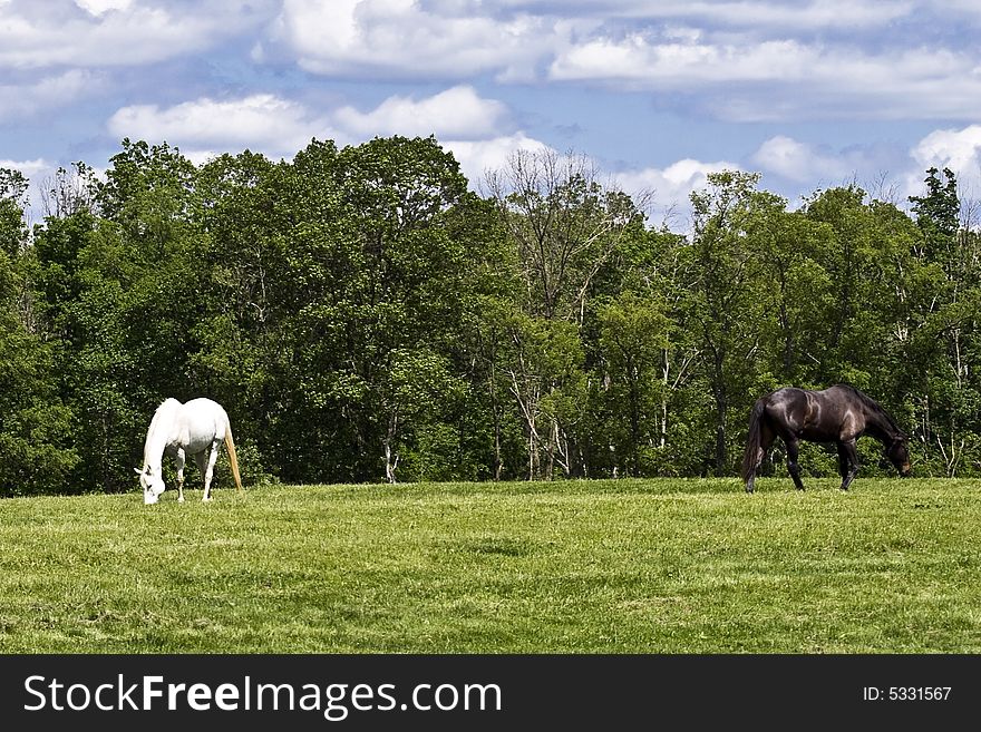 One white and one black horse grazing in a field. One white and one black horse grazing in a field.
