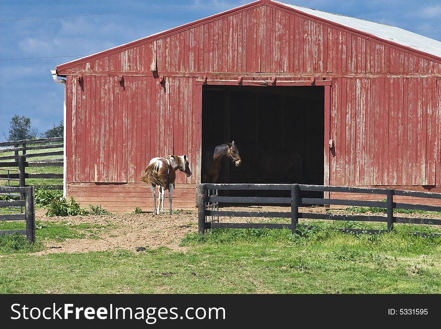 Two horses at a red barn on a farm. Two horses at a red barn on a farm.