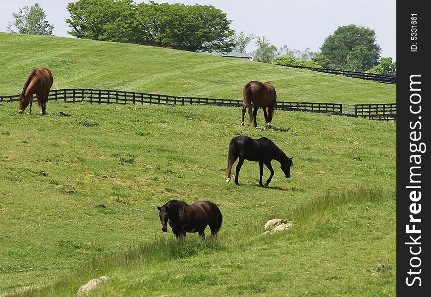 Four black and brown horses in a field. Four black and brown horses in a field.