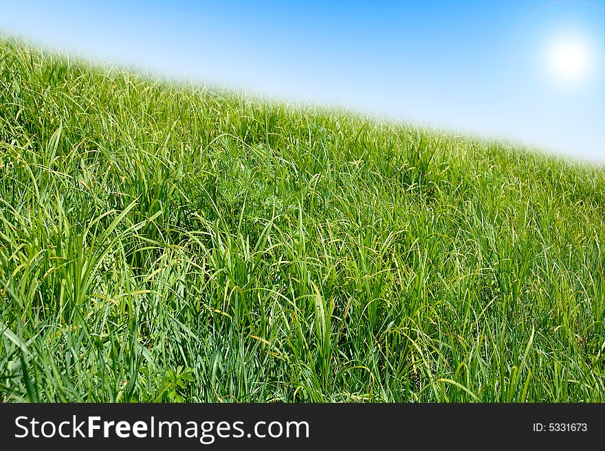 Green Grass And Blue Sky Background.