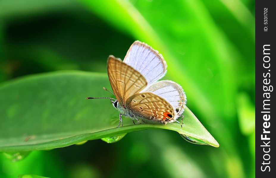 The butterfly in rain is on the leaf