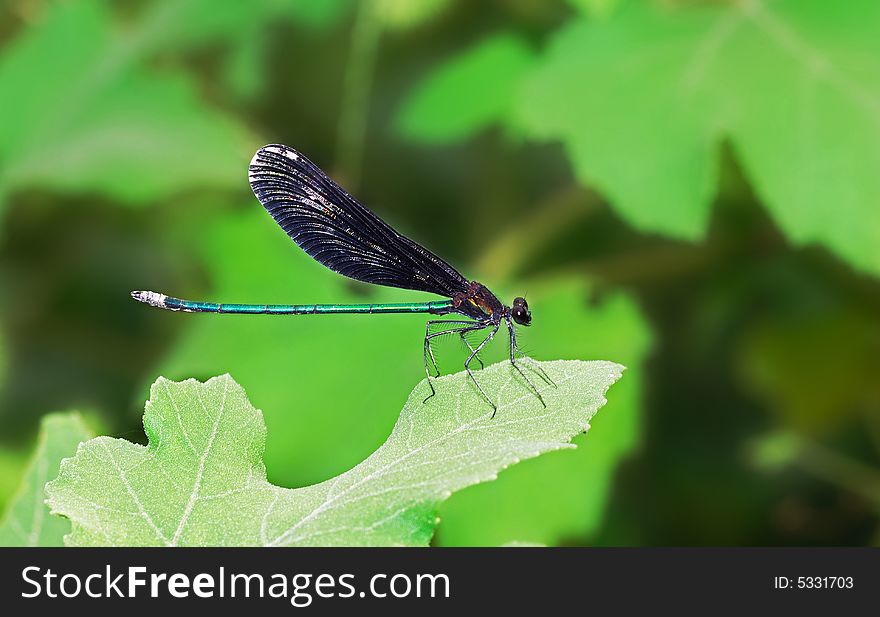 A black damselfly standing on a leaf.