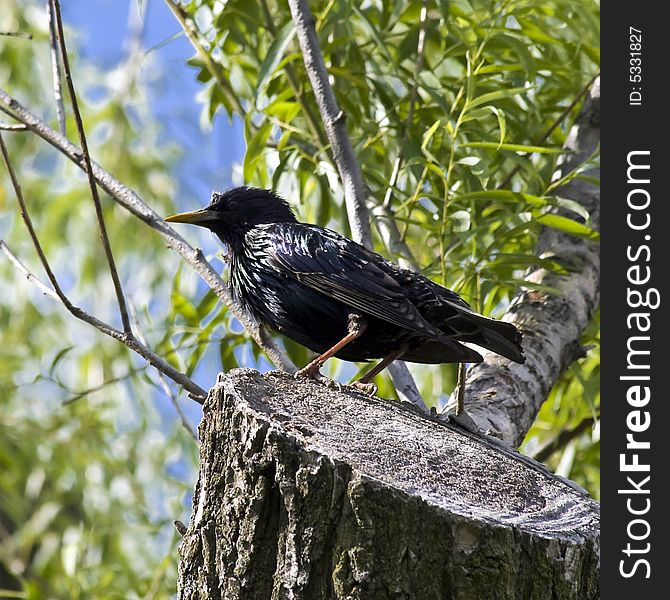 European Starling in North America, perched atop a tree.