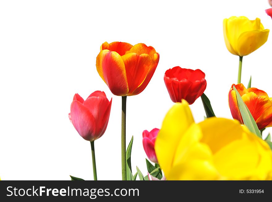 Tulips of various colors isolated on a white background. Tulips of various colors isolated on a white background