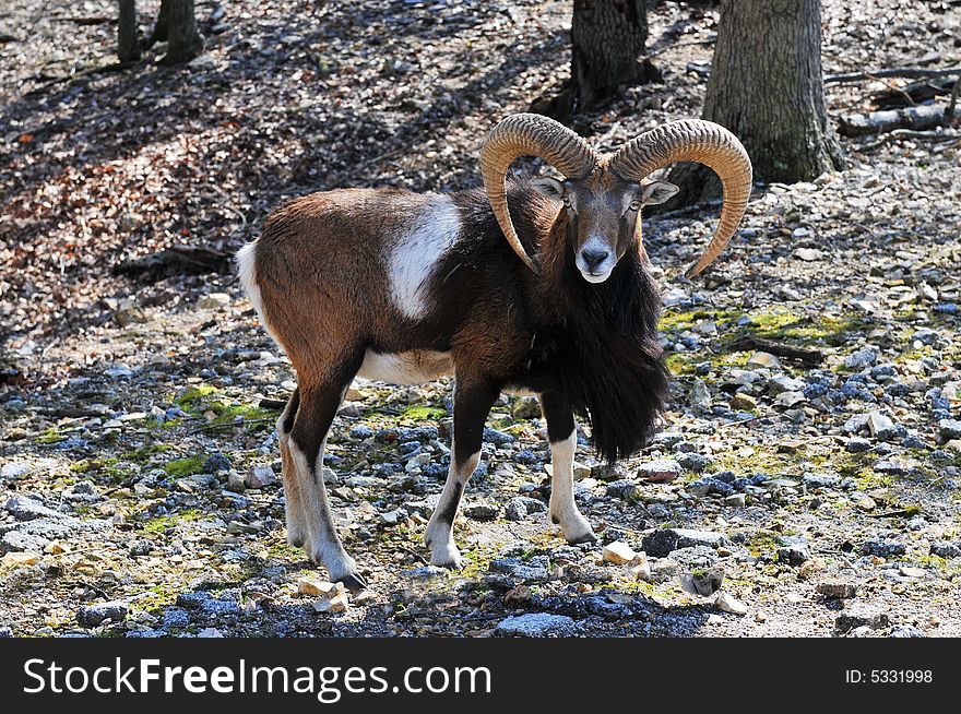 Goat in the wilderness stearing at the camera