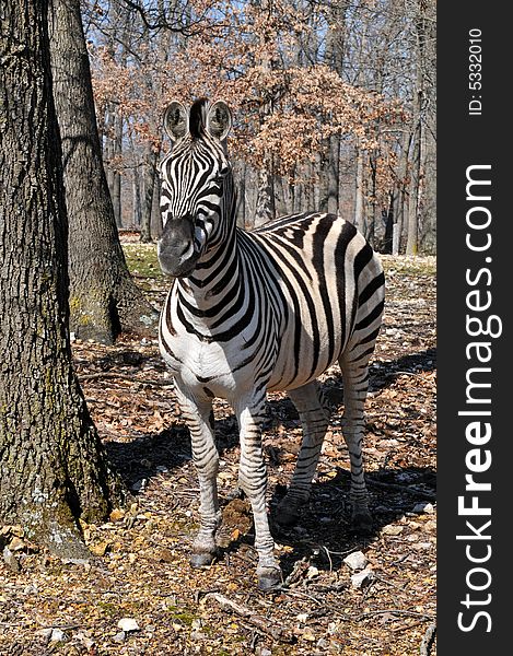 Zebra at the park on a sunny day staring at the camera