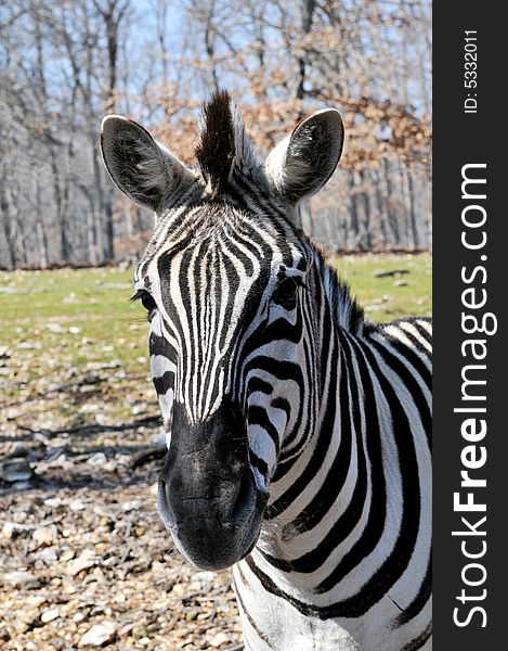 Portrait of African zebra