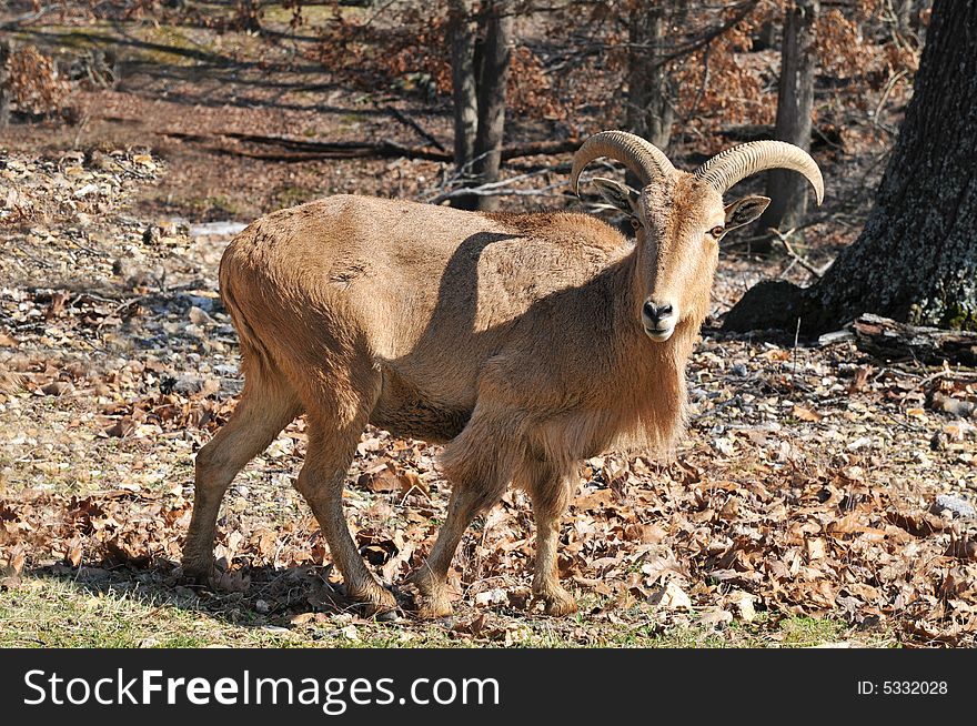 Goat in the wild