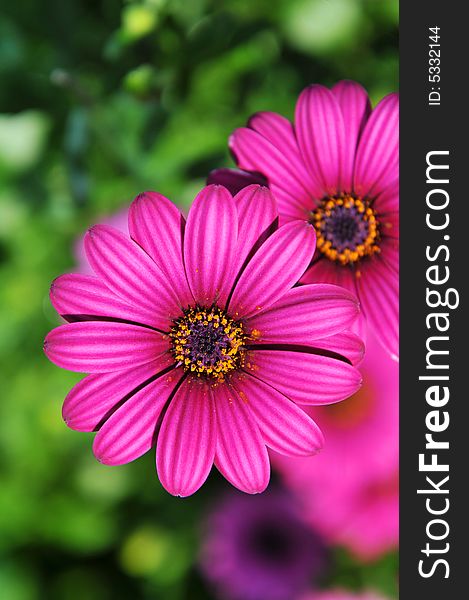 Macro of pink daisy with flurry background. Macro of pink daisy with flurry background