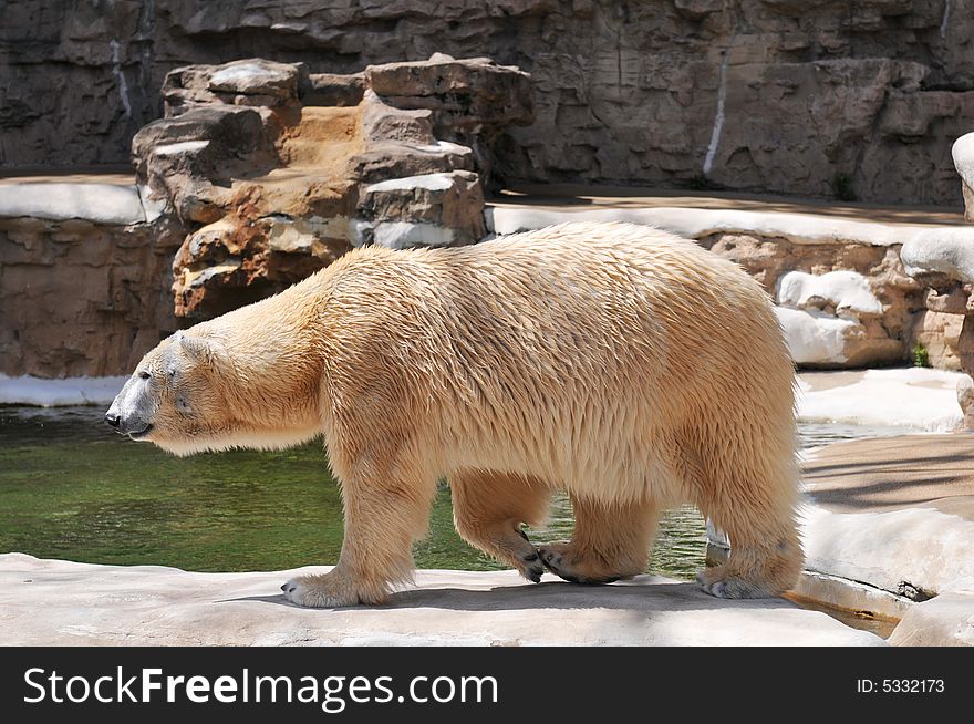 Polar bear walking at the zoo