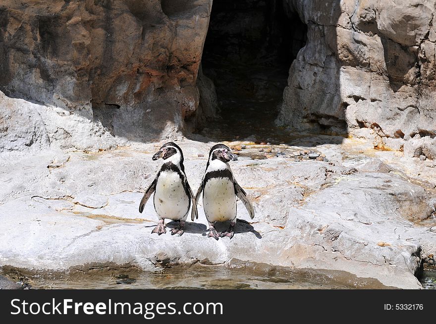 Two penguins standing on the rocks