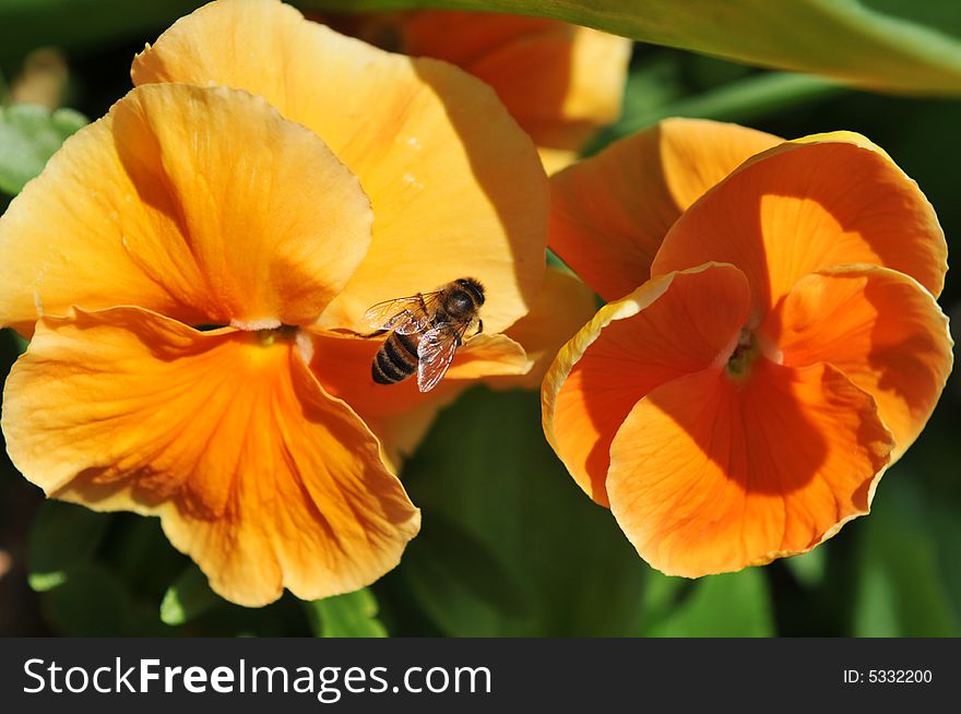 Bee Posing On Orange Flowers