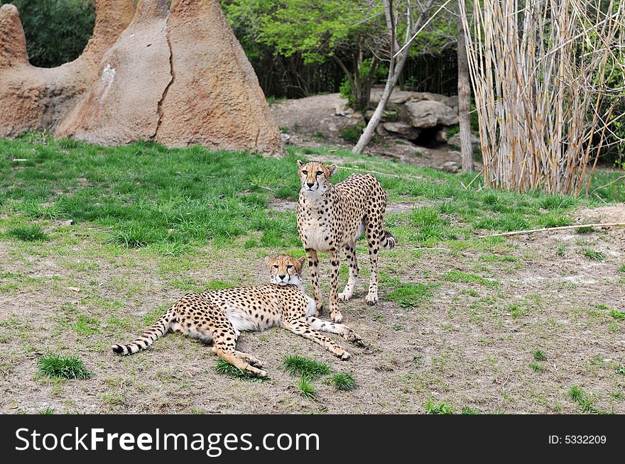 Two cheetahs lying on the grass and staring