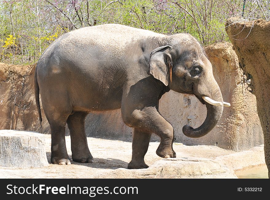 Elephant playing with dirt on a sunny day